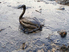 BP Oil Spill