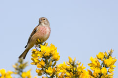 Farmland Birds